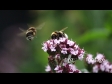 Bees Bumble 1 3398